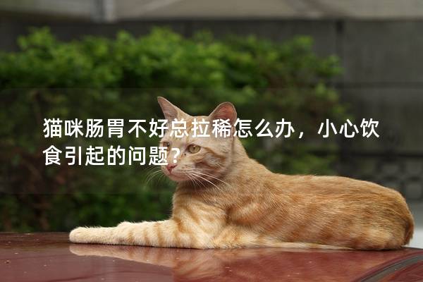 猫咪肠胃不好总拉稀怎么办，小心饮食引起的问题？