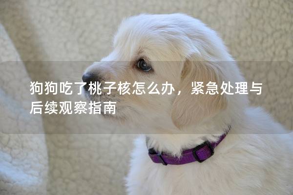 狗狗吃了桃子核怎么办，紧急处理与后续观察指南