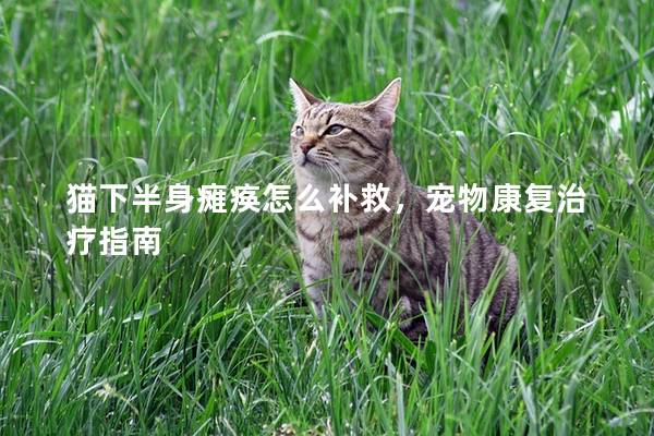 猫下半身瘫痪怎么补救，宠物康复治疗指南