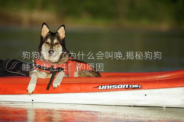 狗狗睡着了为什么会叫唤,揭秘狗狗睡梦中汪汪”的原因