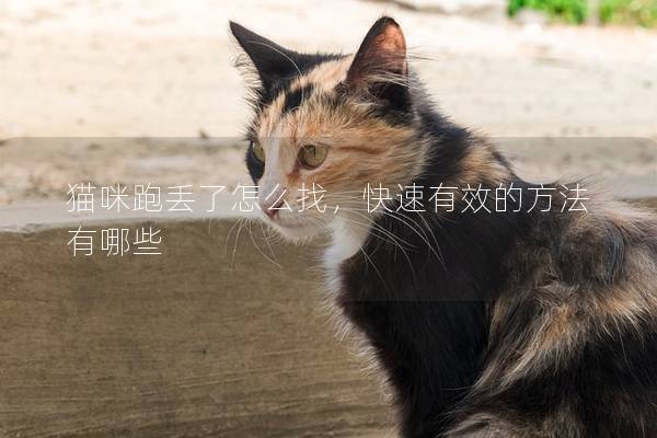 猫咪跑丢了怎么找，快速有效的方法有哪些