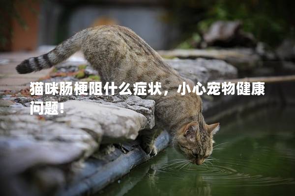 猫咪肠梗阻什么症状，小心宠物健康问题!