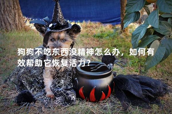 狗狗不吃东西没精神怎么办，如何有效帮助它恢复活力？