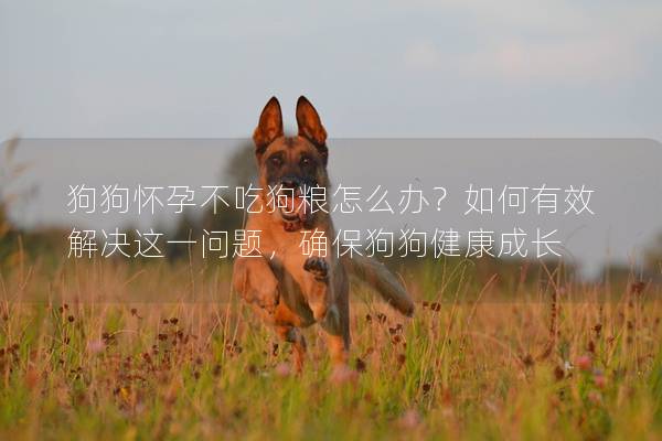 狗狗怀孕不吃狗粮怎么办？如何有效解决这一问题，确保狗狗健康成长