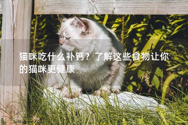 猫咪吃什么补钙？了解这些食物让你的猫咪更健康