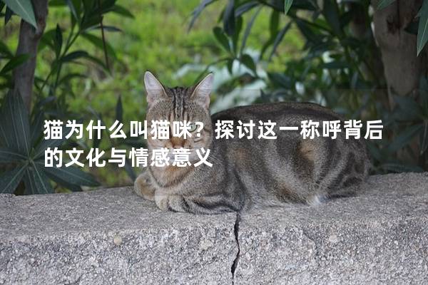 猫为什么叫猫咪？探讨这一称呼背后的文化与情感意义