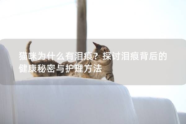 猫咪为什么有泪痕？探讨泪痕背后的健康秘密与护理方法