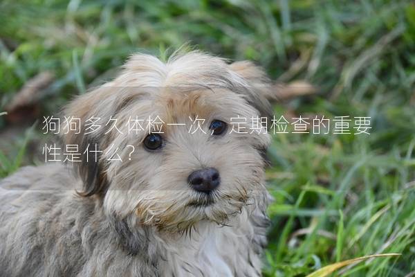 狗狗多久体检一次，定期检查的重要性是什么？