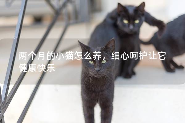 两个月的小猫怎么养，细心呵护让它健康快乐