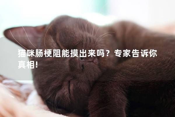 猫咪肠梗阻能摸出来吗？专家告诉你真相!