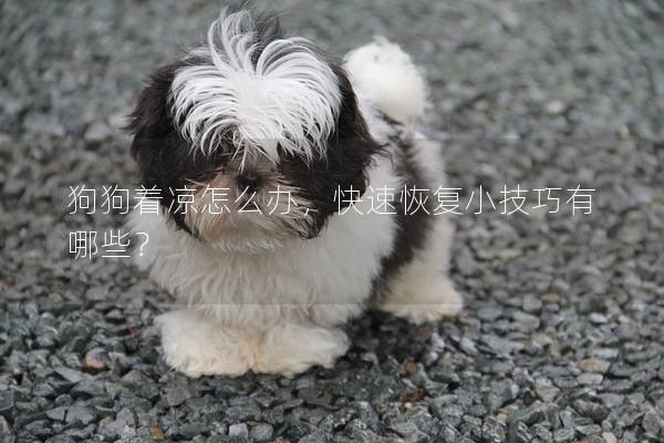 狗狗着凉怎么办，快速恢复小技巧有哪些？
