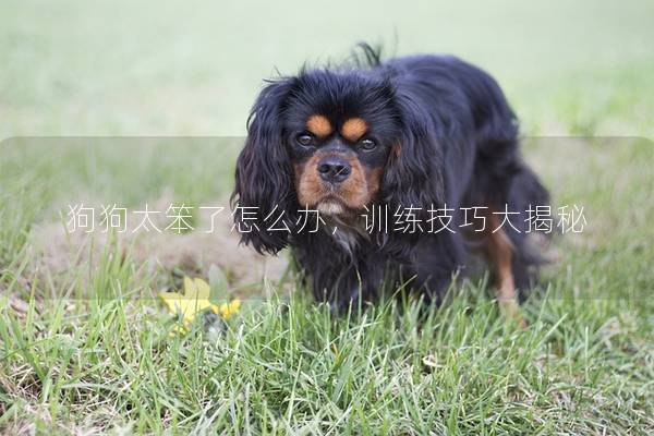 狗狗太笨了怎么办，训练技巧大揭秘