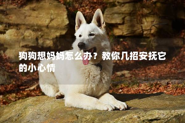狗狗想妈妈怎么办？教你几招安抚它的小心情