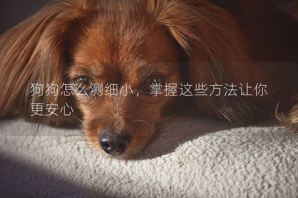 狗狗怎么测细小，掌握这些方法让你更安心