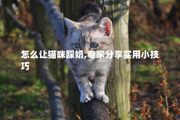 怎么让猫咪踩奶,专家分享实用小技巧