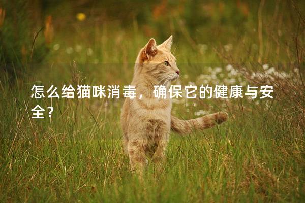 怎么给猫咪消毒，确保它的健康与安全？