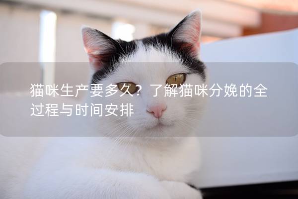 猫咪生产要多久？了解猫咪分娩的全过程与时间安排