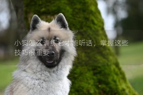 小狗怎么训练它才能听话，掌握这些技巧很重要