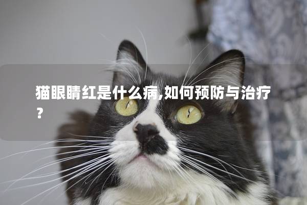 猫眼睛红是什么病,如何预防与治疗？