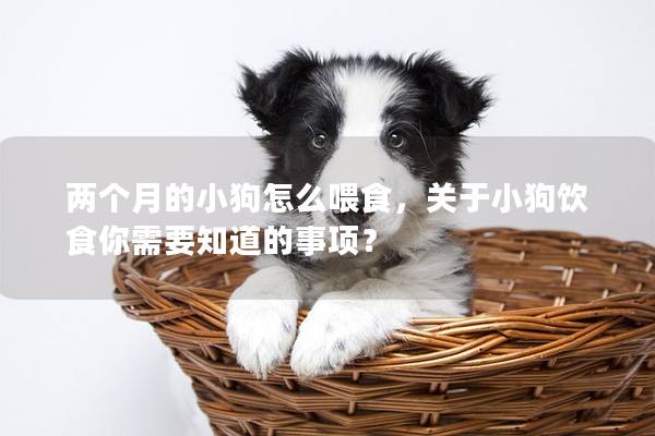 两个月的小狗怎么喂食，关于小狗饮食你需要知道的事项？