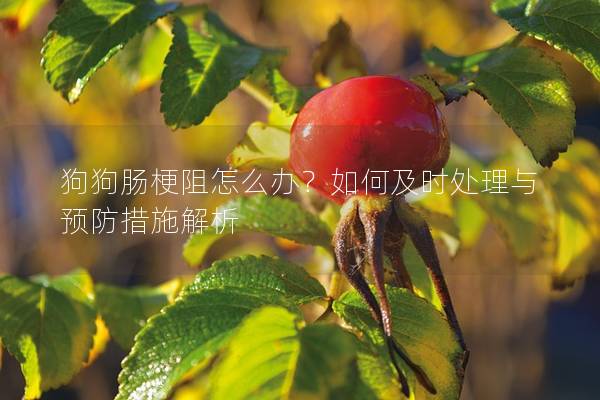 狗狗肠梗阻怎么办？如何及时处理与预防措施解析