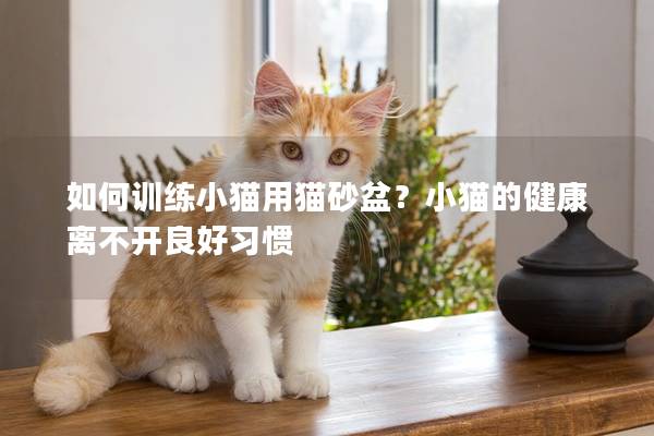 如何训练小猫用猫砂盆？小猫的健康离不开良好习惯