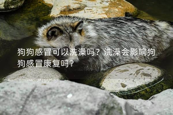狗狗感冒可以洗澡吗？洗澡会影响狗狗感冒康复吗？