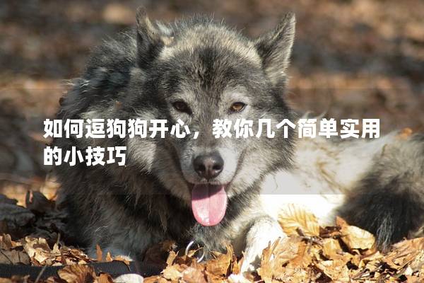 如何逗狗狗开心，教你几个简单实用的小技巧