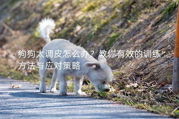 狗狗太调皮怎么办？教你有效的训练方法与应对策略