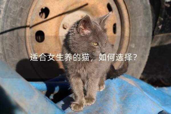 适合女生养的猫，如何选择？