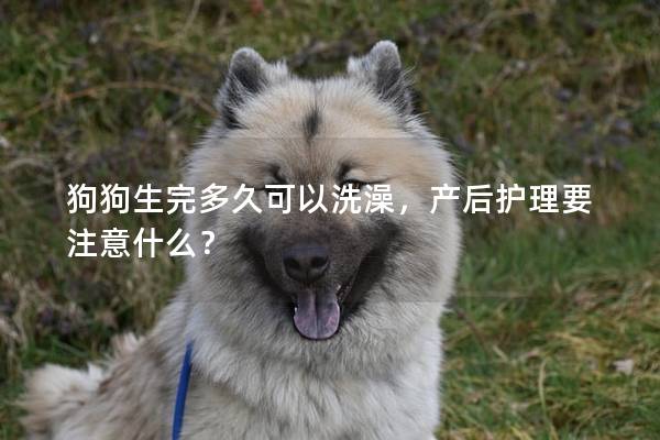 狗狗生完多久可以洗澡，产后护理要注意什么？