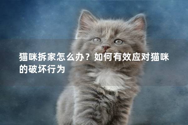 猫咪拆家怎么办？如何有效应对猫咪的破坏行为