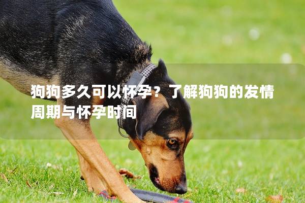 狗狗多久可以怀孕？了解狗狗的发情周期与怀孕时间