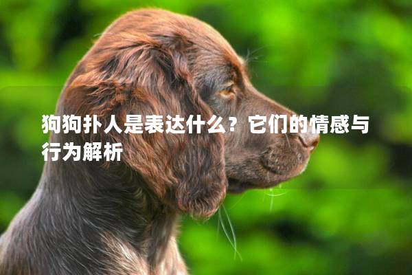 狗狗扑人是表达什么？它们的情感与行为解析
