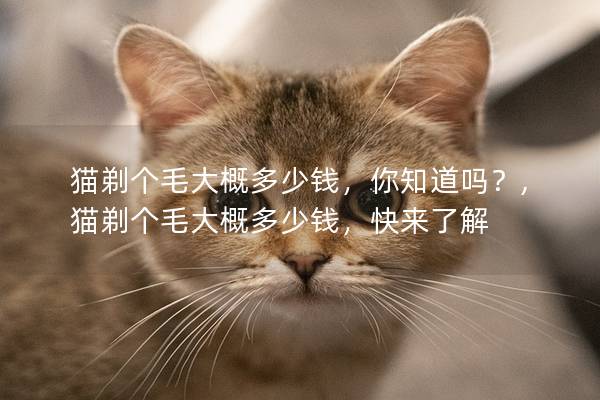 猫剃个毛大概多少钱，你知道吗？,猫剃个毛大概多少钱，快来了解