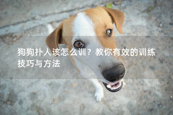 狗狗扑人该怎么训？教你有效的训练技巧与方法
