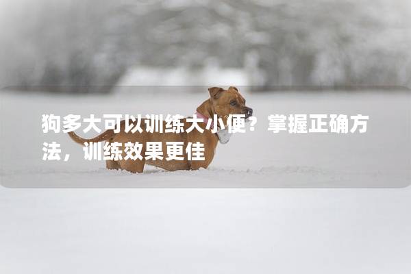 狗多大可以训练大小便？掌握正确方法，训练效果更佳