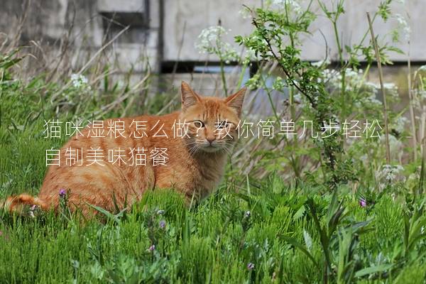 猫咪湿粮怎么做？教你简单几步轻松自制美味猫餐