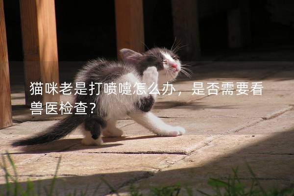 猫咪老是打喷嚏怎么办，是否需要看兽医检查？