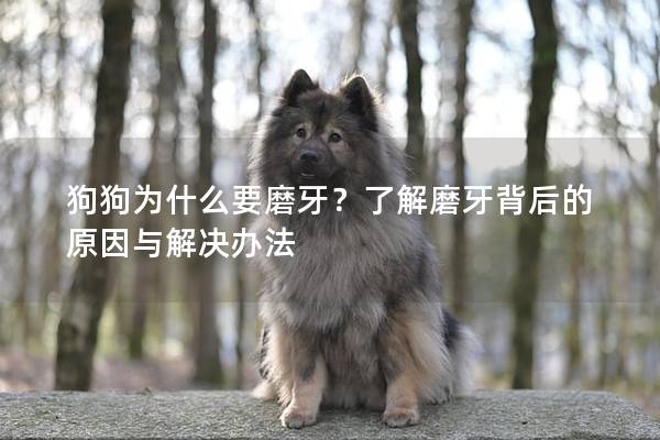 狗狗为什么要磨牙？了解磨牙背后的原因与解决办法