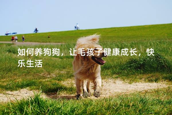 如何养狗狗，让毛孩子健康成长，快乐生活