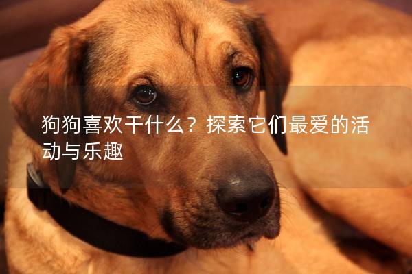 狗狗喜欢干什么？探索它们最爱的活动与乐趣