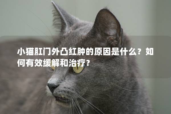 小猫肛门外凸红肿的原因是什么？如何有效缓解和治疗？
