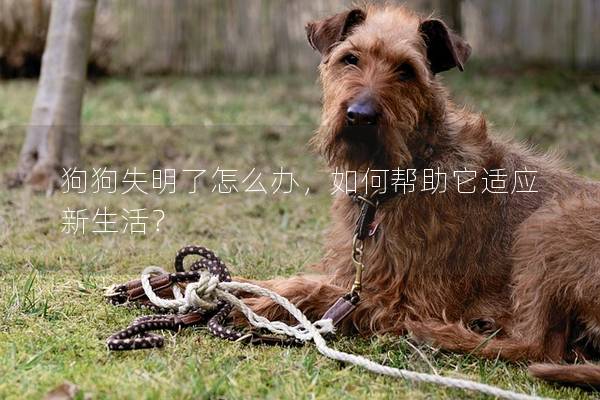 狗狗失明了怎么办，如何帮助它适应新生活？