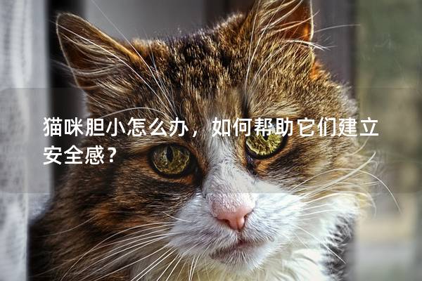 猫咪胆小怎么办，如何帮助它们建立安全感？