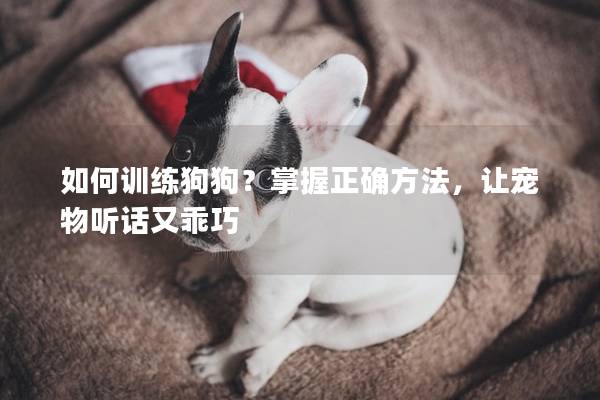 如何训练狗狗？掌握正确方法，让宠物听话又乖巧