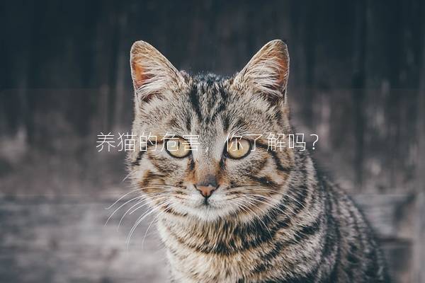 养猫的危害，你了解吗？