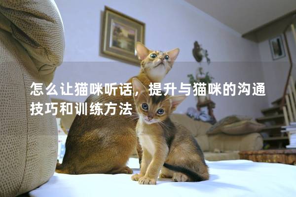 怎么让猫咪听话，提升与猫咪的沟通技巧和训练方法