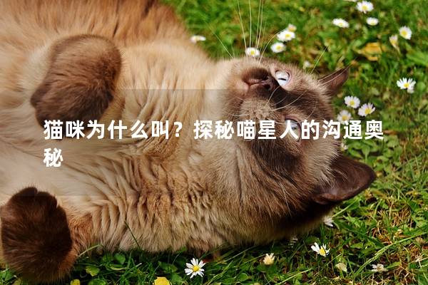 猫咪为什么叫？探秘喵星人的沟通奥秘