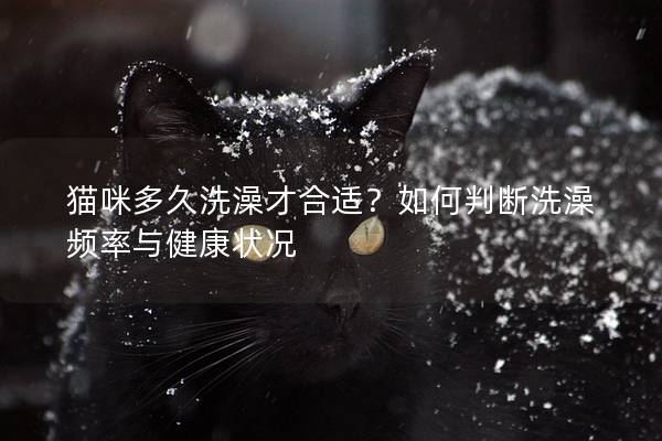 猫咪多久洗澡才合适？如何判断洗澡频率与健康状况